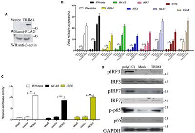 Sequence Analysis of Macaca mulatta TRIM4 and Its Role in the Interferon Pathway